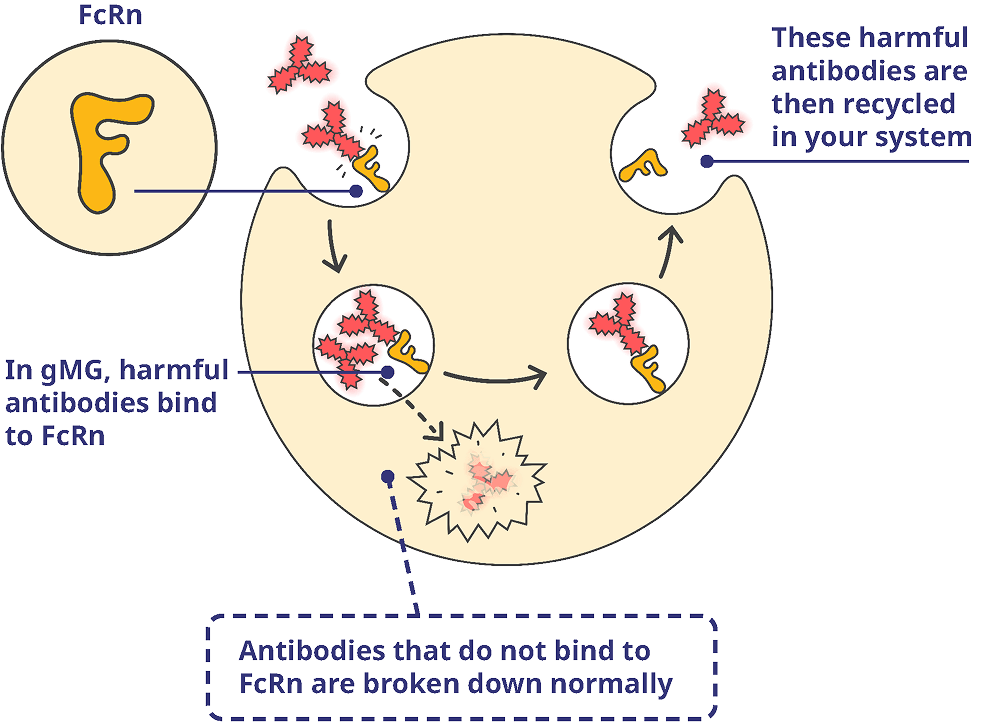 Inside of muscle cell that has harmful antibodies.