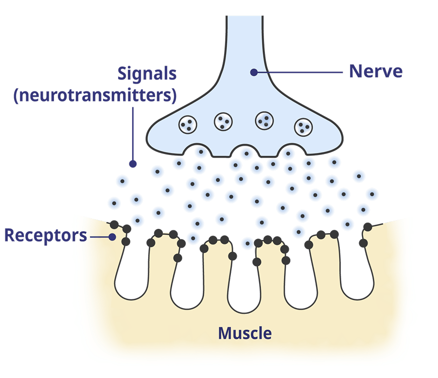 A healthy neuromuscular junction (NMJ).