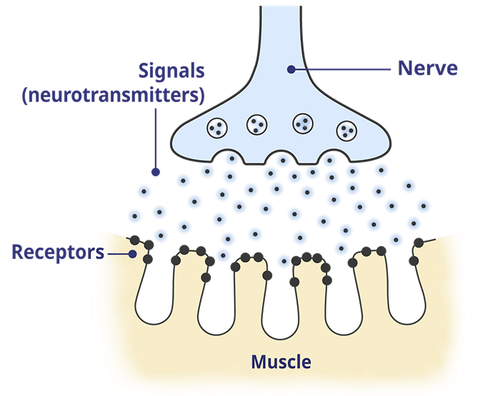 A healthy neuromuscular junction (NMJ).