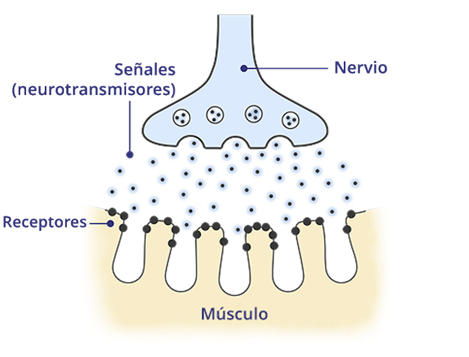 Unión neuromuscular (UNM) sana.