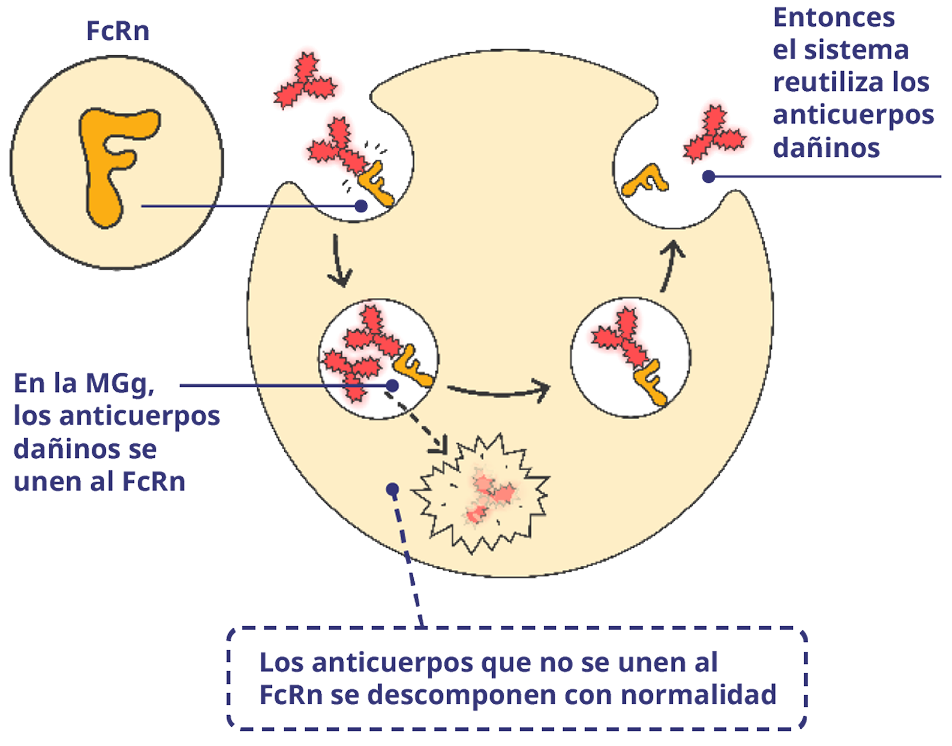 Interior de una célula muscular con anticuerpos dañinos.