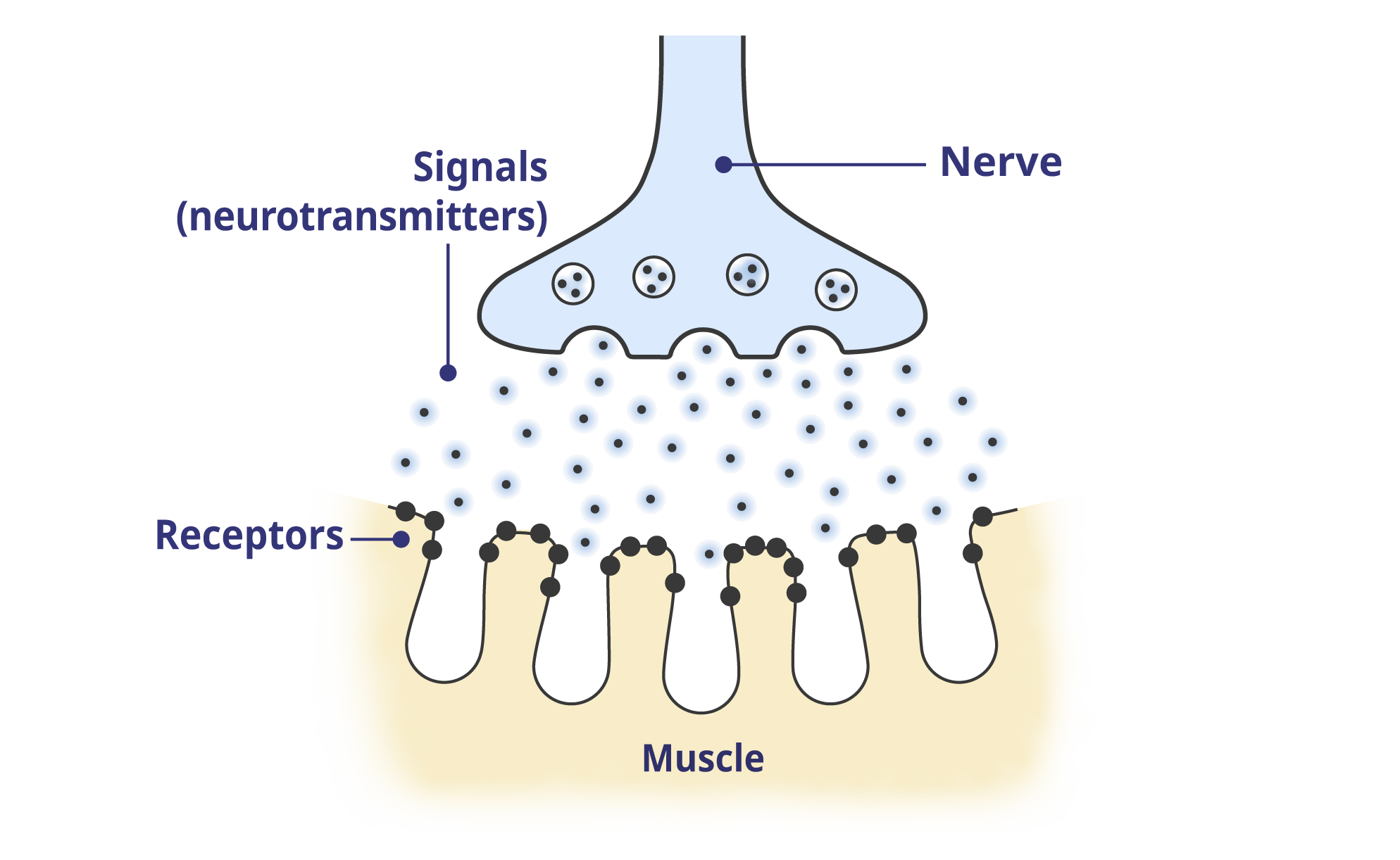A healthy neuromuscular junction (NMJ).