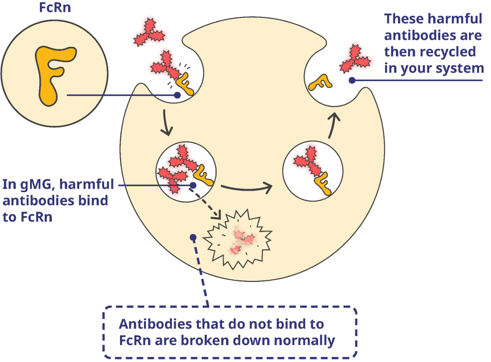 Inside of muscle cell that has harmful antibodies.